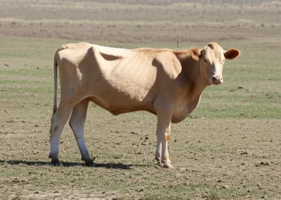 Illustration cutter - Image 1