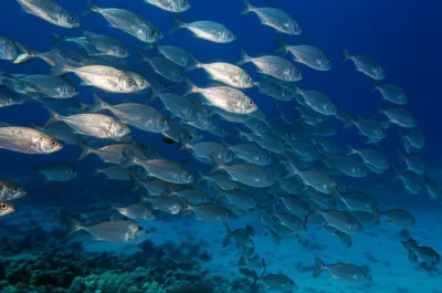 Illustration fishes - Image 1