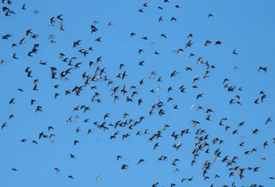 Illustration troops - Image 1