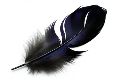 Illustration raven - Image 1