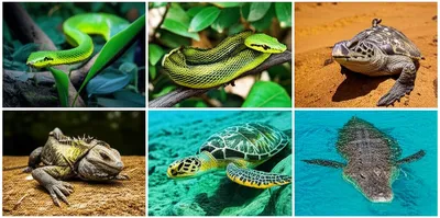 Illustration reptilian - Image 1