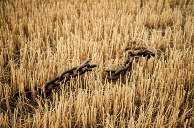 Illustration shackle - Image 1