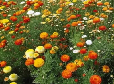 Illustration achillea