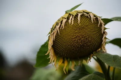 Illustration swag - Image 1