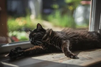 Illustration prowl - Image 1