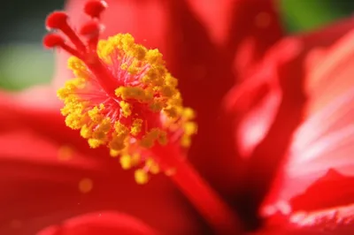 Illustration pollens - Image 1