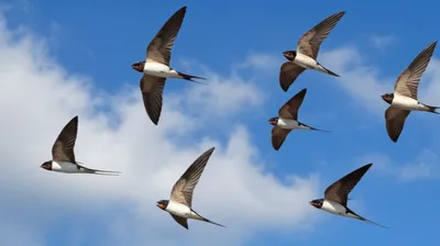 Illustration marten - Image 1