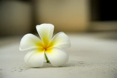 Illustration plumerias - Image 1