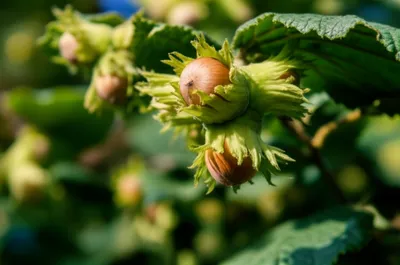 Illustration cobnuts