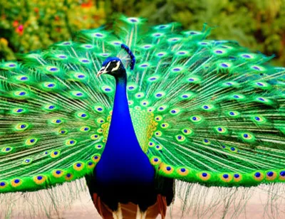 Illustration perks - Image 1