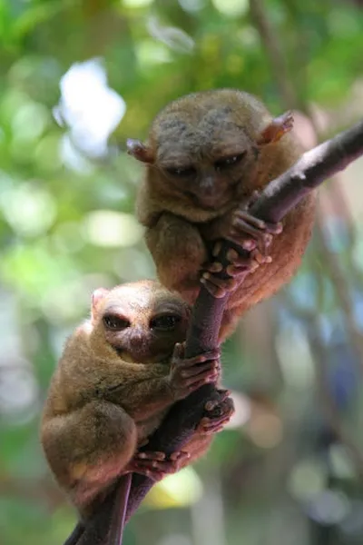 Illustration tarsiers - Image 2