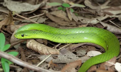 Illustration colubrid