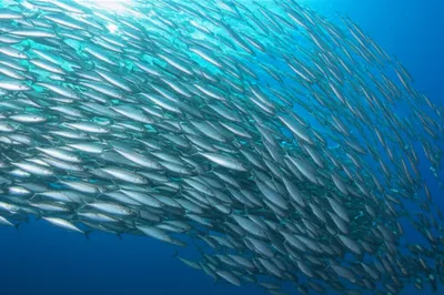 Illustration shoal - Image 1