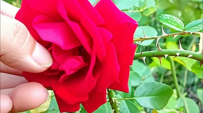 Illustration removes - Image 1