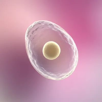 Illustration oval - Image 1