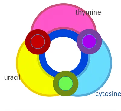 Illustration pyrimidine