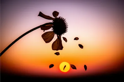 Illustration ceased - Image 1