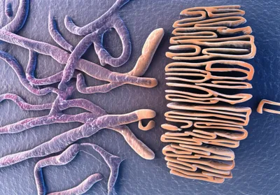 Illustration trans - Image 1