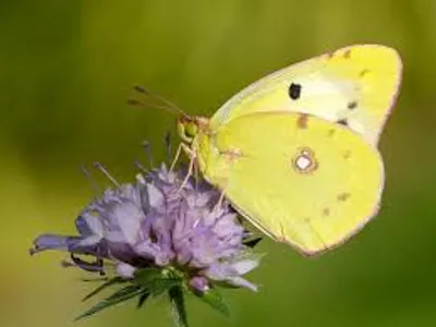 Illustration yellow - Image 3