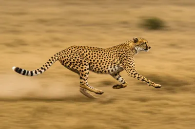 Illustration ripping - Image 1