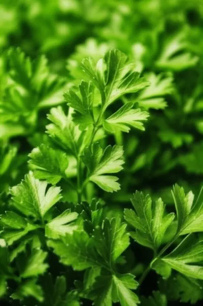 Illustration chervil