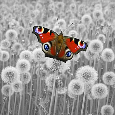 Illustration particularity - Image 1