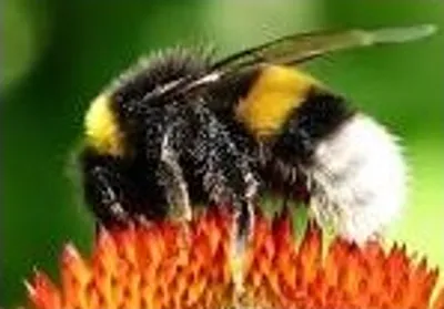 Illustration bumblebee - Image 2