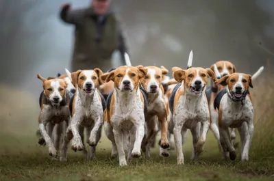 Illustration hounds - Image 1