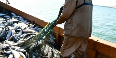 Illustration draught - Image 1