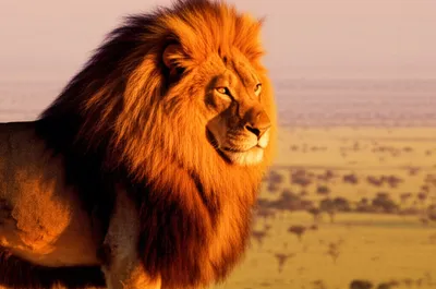 Illustration crown - Image 1