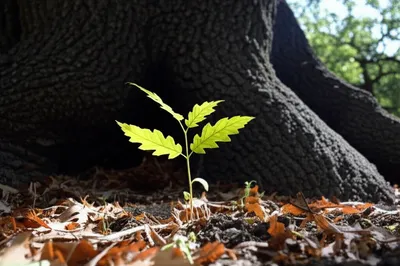 Hình ảnh minh họa sub - Ảnh 1