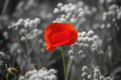 Illustration pops - Image 1