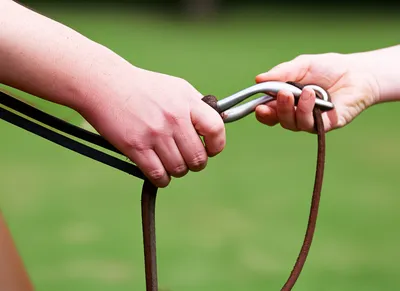 Illustration reins - Image 1