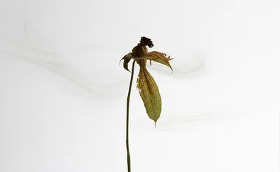 Illustration morbidity - Image 1