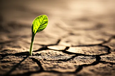 Illustration inchoate