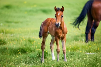 Illustration filly - Image 1