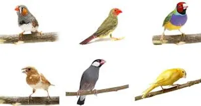 Illustration finch - Image 2