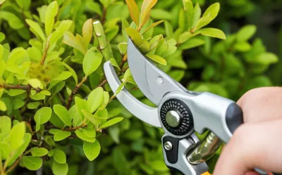 Illustration lopped - Image 1