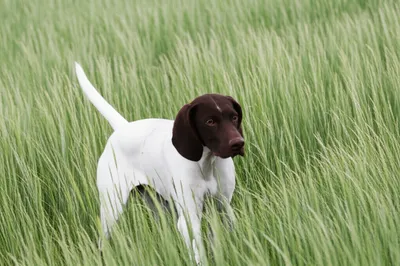 Illustration pt - Image 1