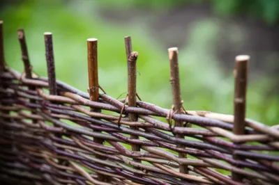 Illustration wattled - Image 1