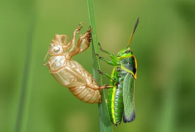 Illustration ecdysis - Image 1