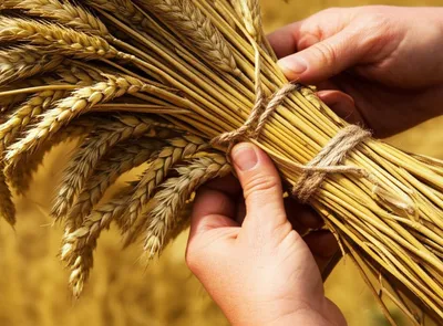 Illustration sheaf - Image 1