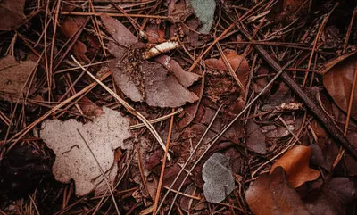 Illustration duff - Image 1