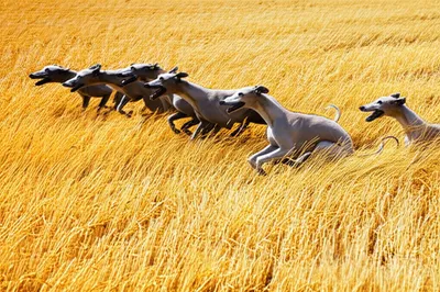 Illustration coursing - Image 1