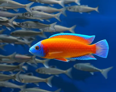 Illustration nonconformist - Image 1