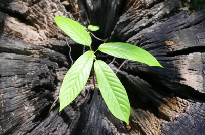 Illustration perpetuated - Image 1