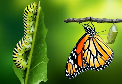 Illustration metamorphose - Image 1