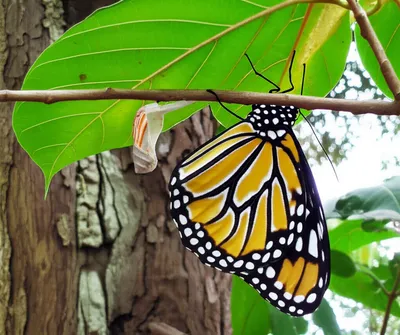 Illustration restored - Image 1