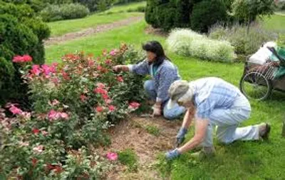 Illustration horticultural - Image 2