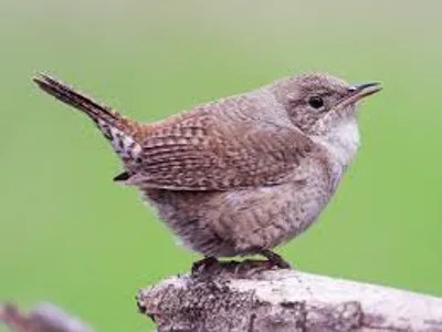 Illustration wren - Image 2